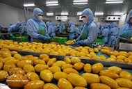 Online agricultural wholesale market launched to connect Vietnamese produce with Singapore